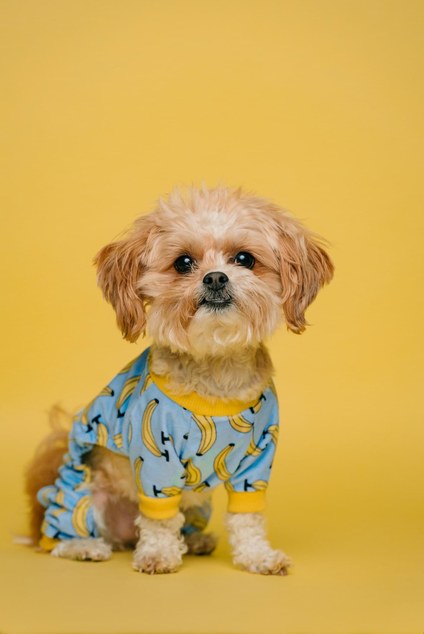 A relaxed pet at home, ready for Joyce's doorstep grooming