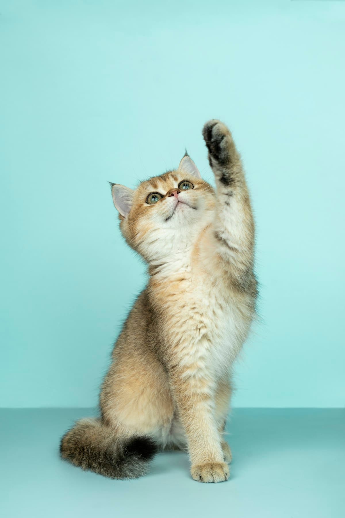 Fluffy cat styled at Joyce's Pet Spa